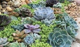 小鲜肉多肉馆爆料视频大全,视频大全揭秘馆内精彩瞬间